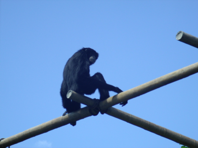 Siamang