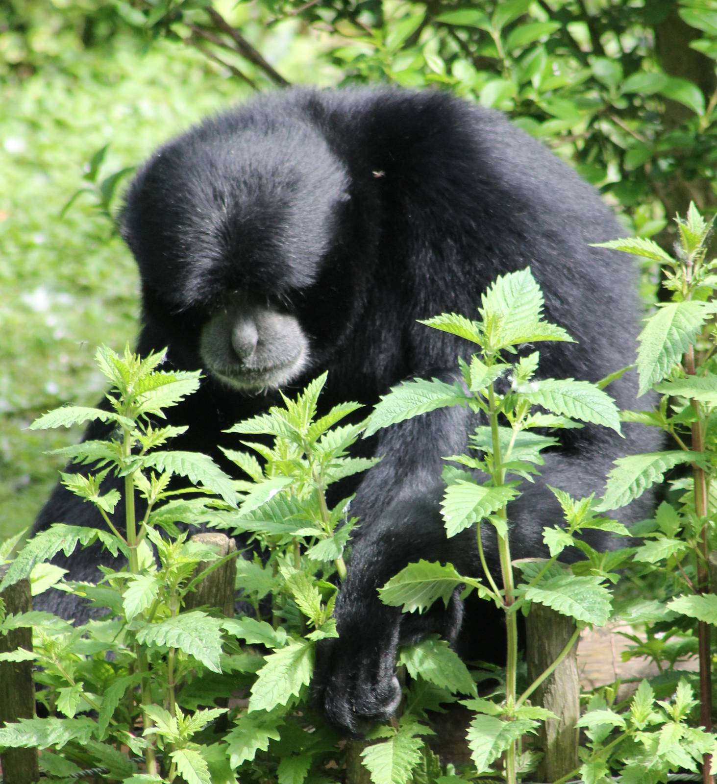 Siamang