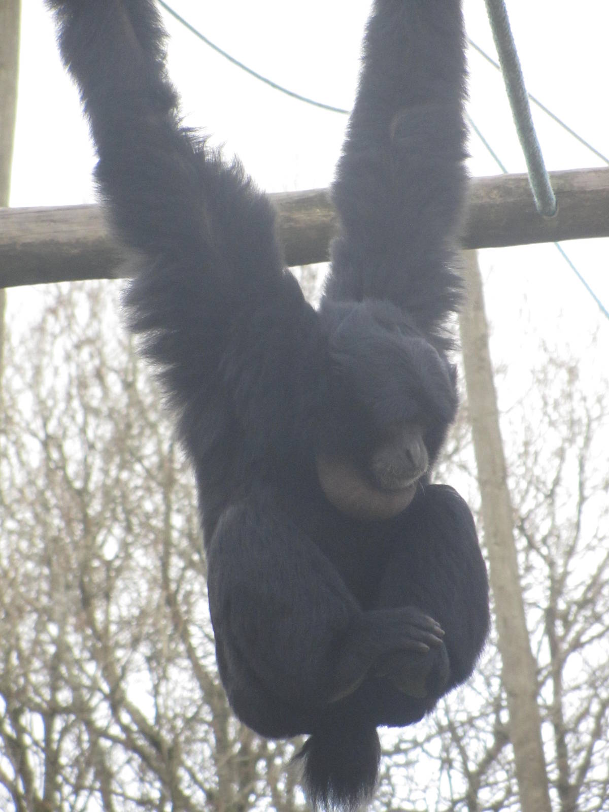 Siamang
