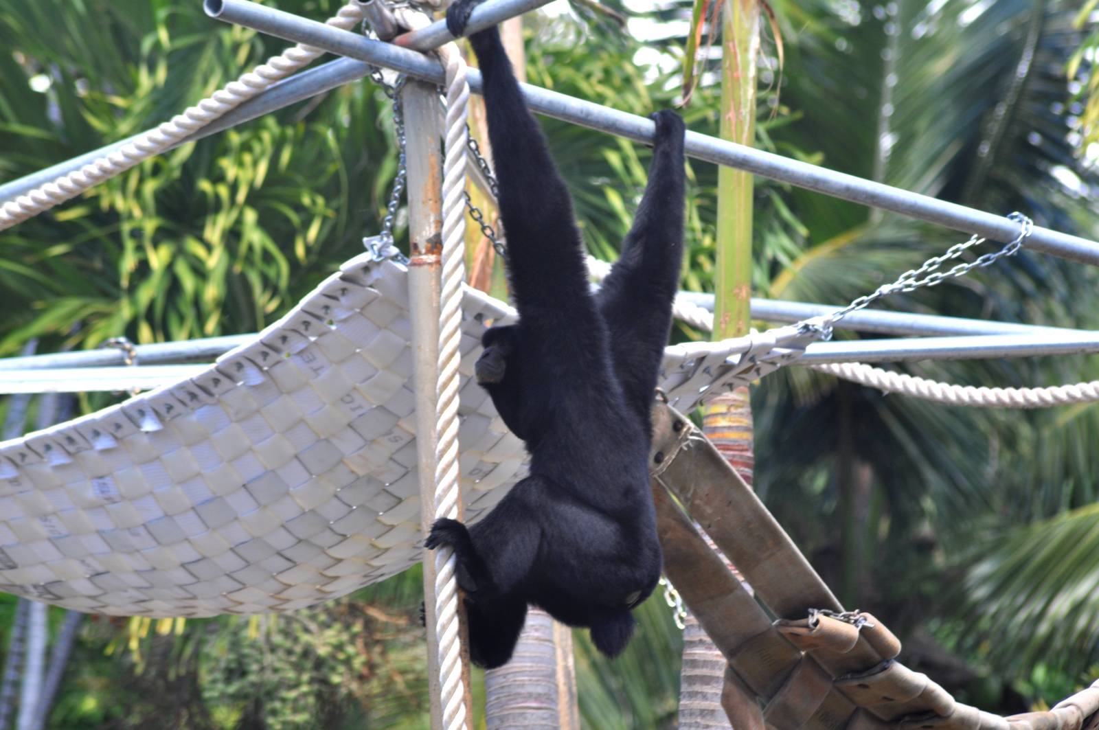 Siamang