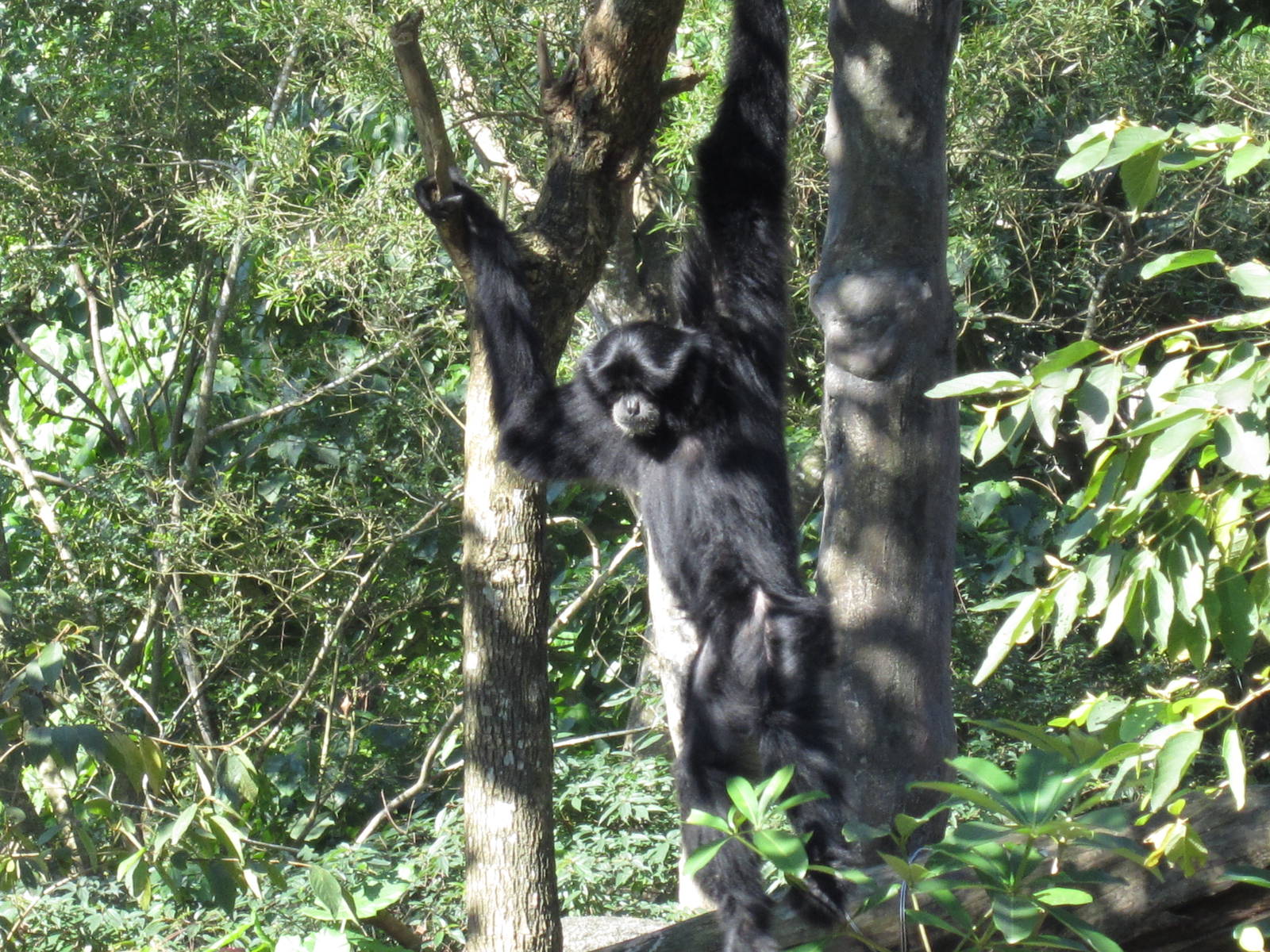 Siamang