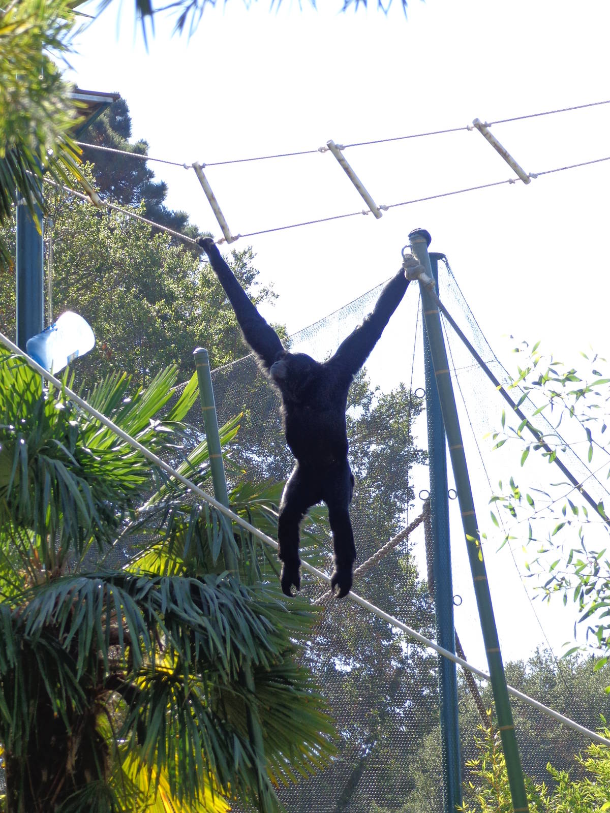 Siamang