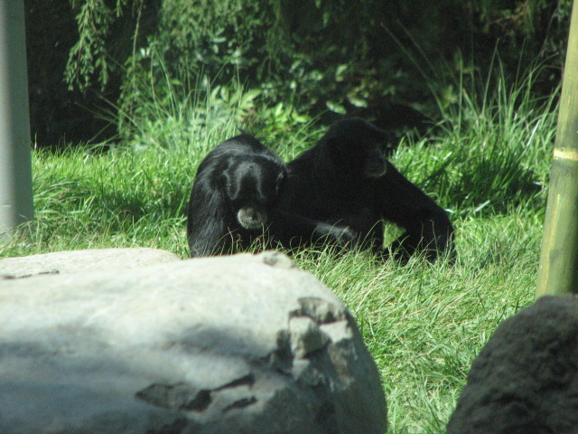 Siamang