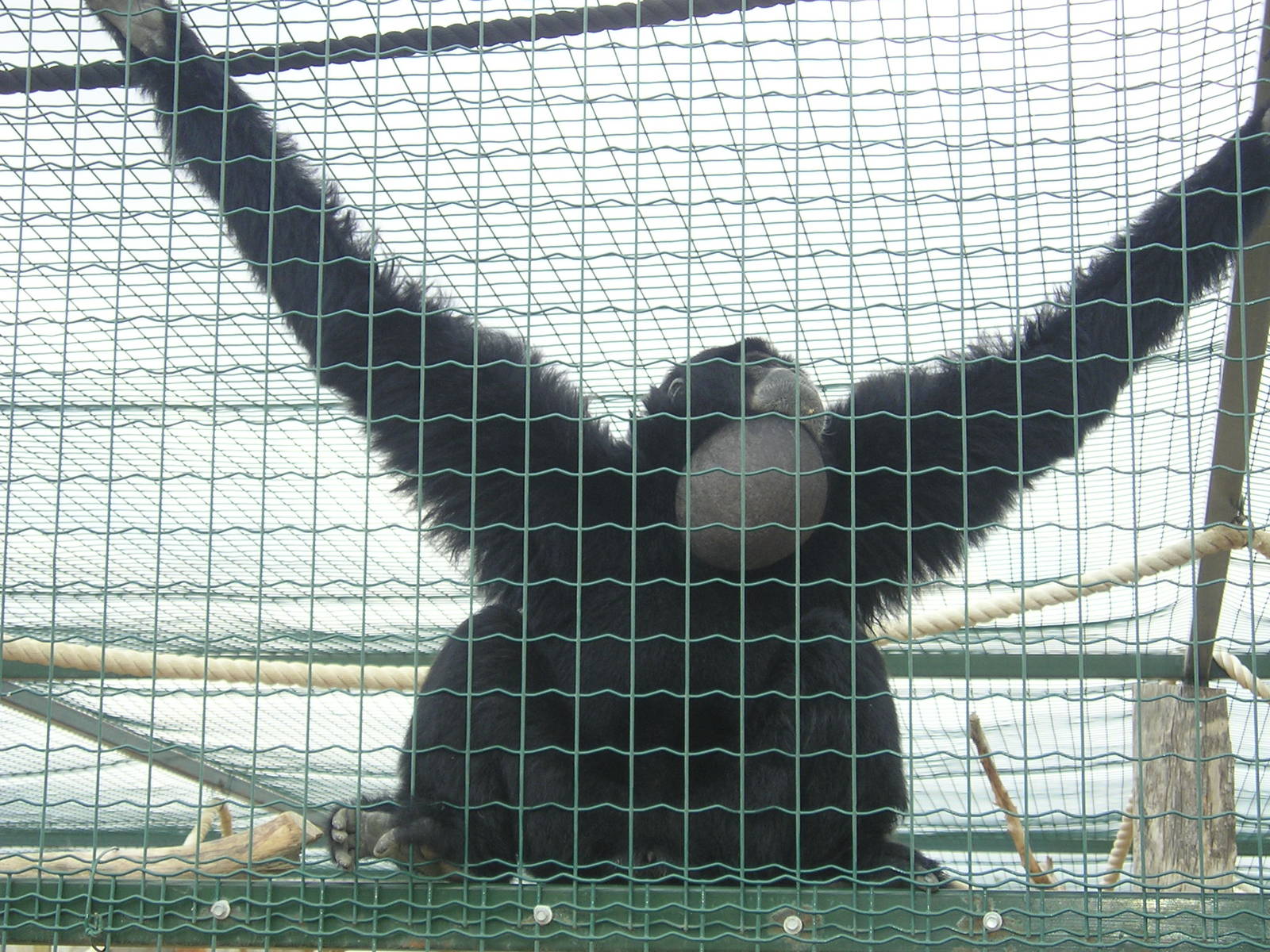 Siamang