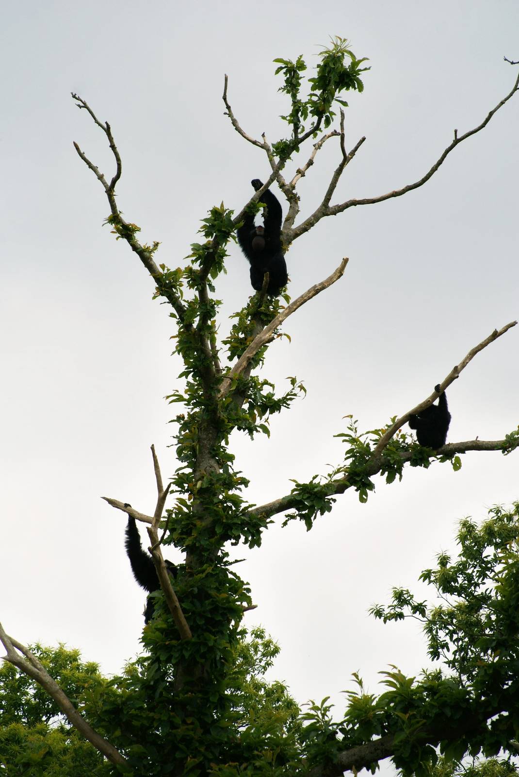 Siamang