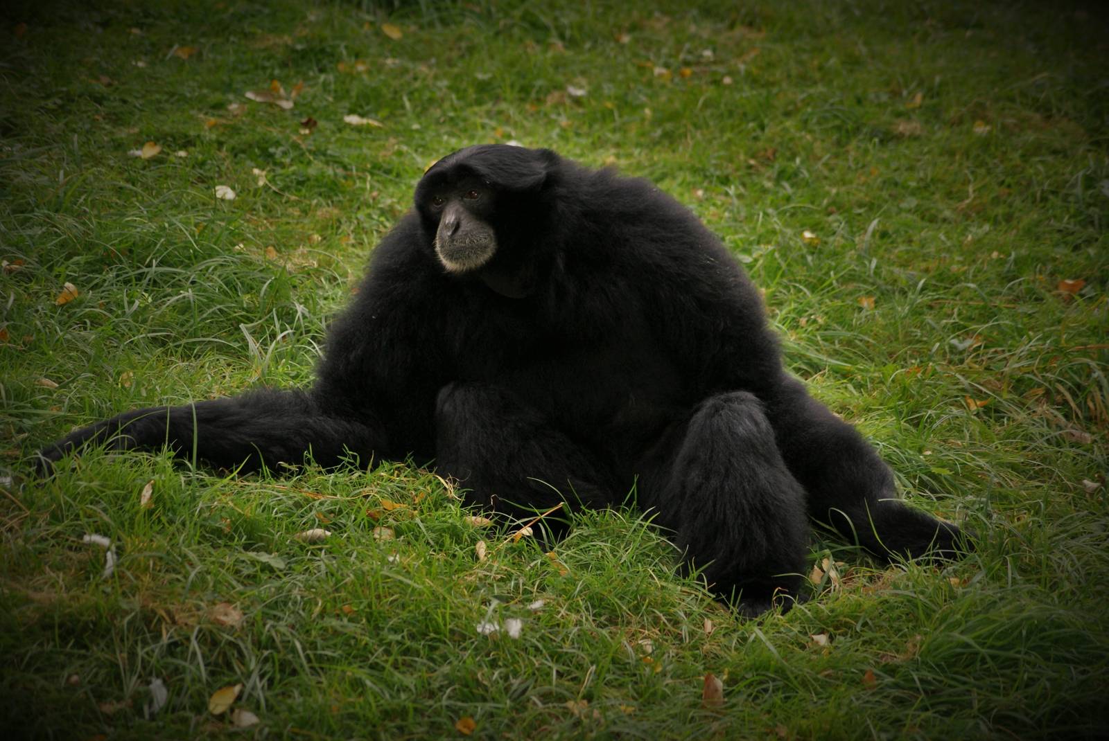 Siamang