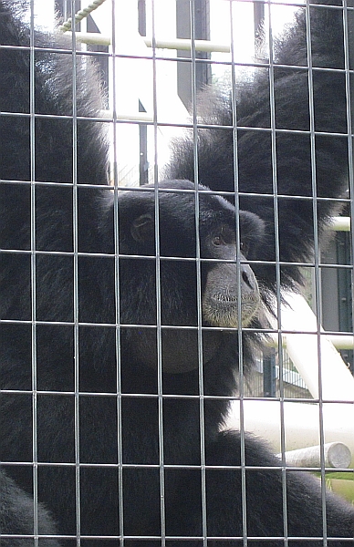 Siamang