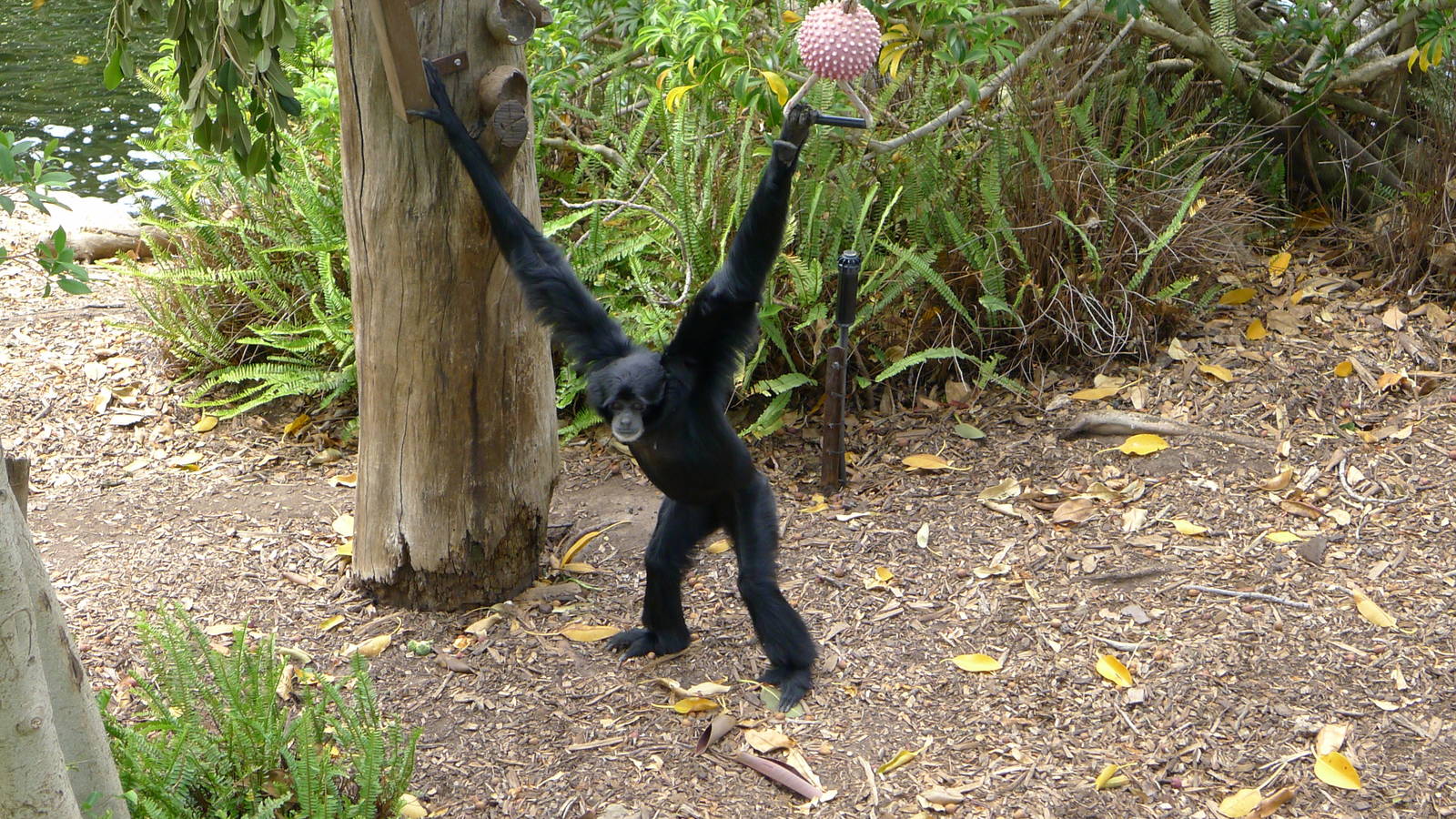 Siamang