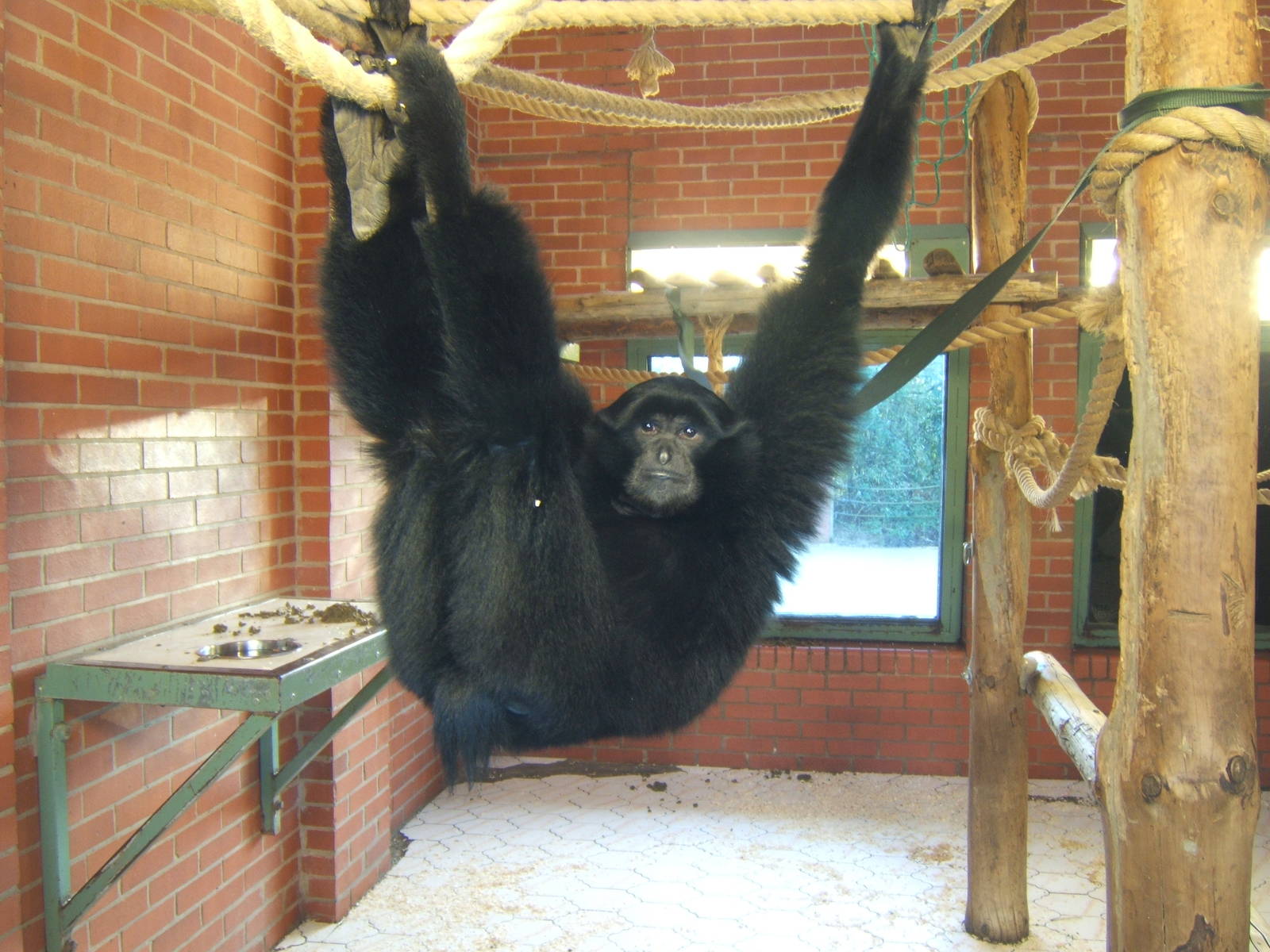 Siamang