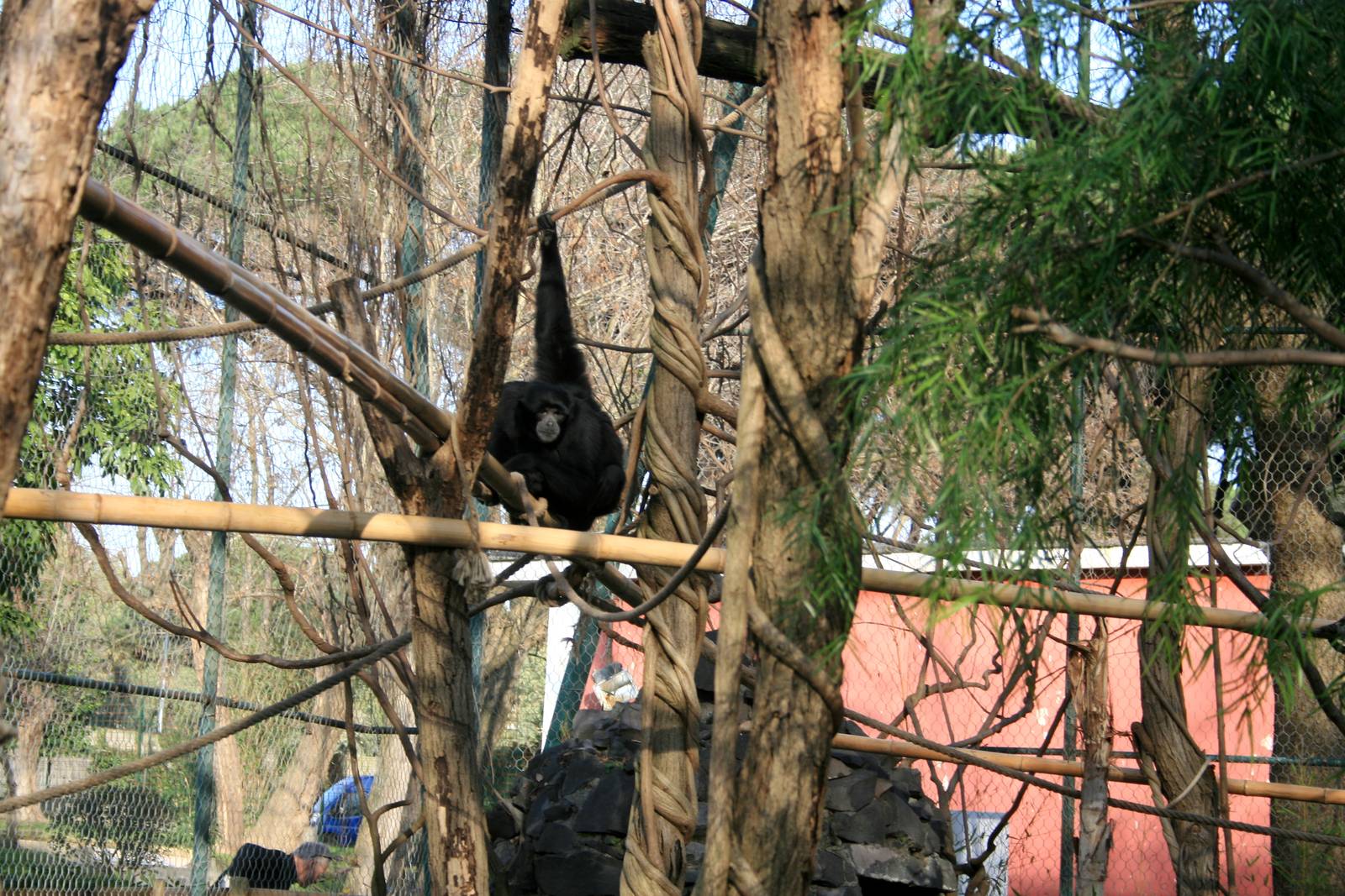 Siamang