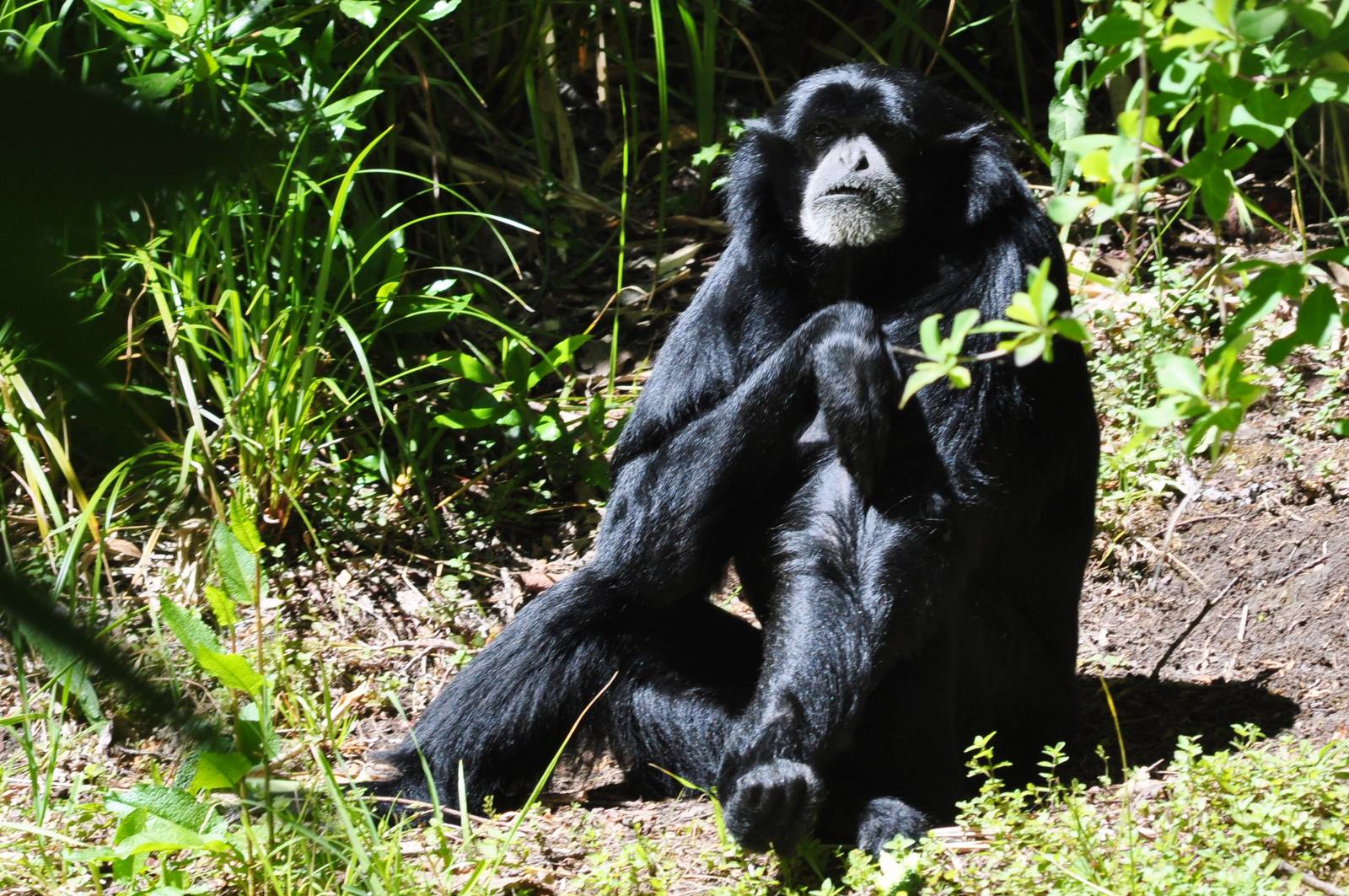 Siamang