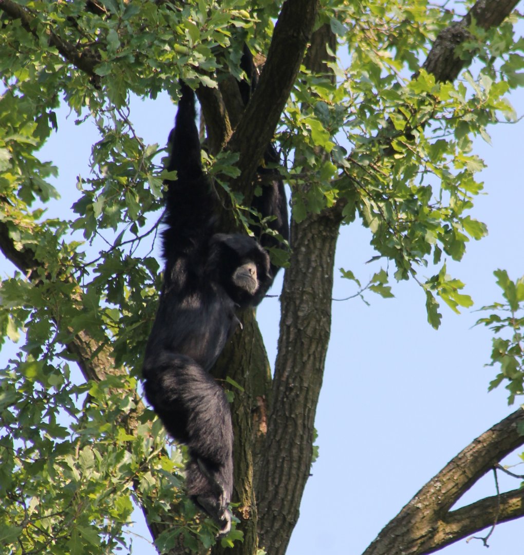 Siamang