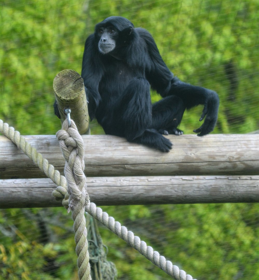 Siamang