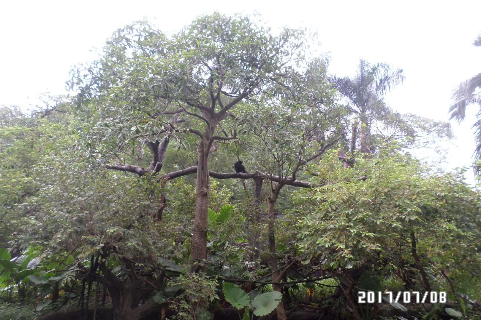 SIamang