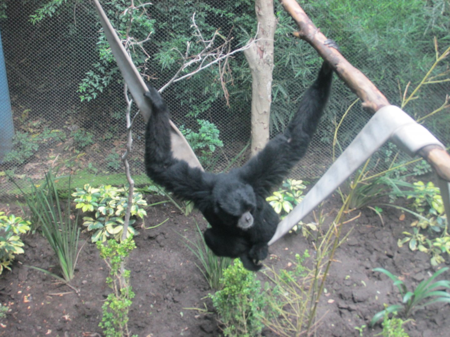 siamang