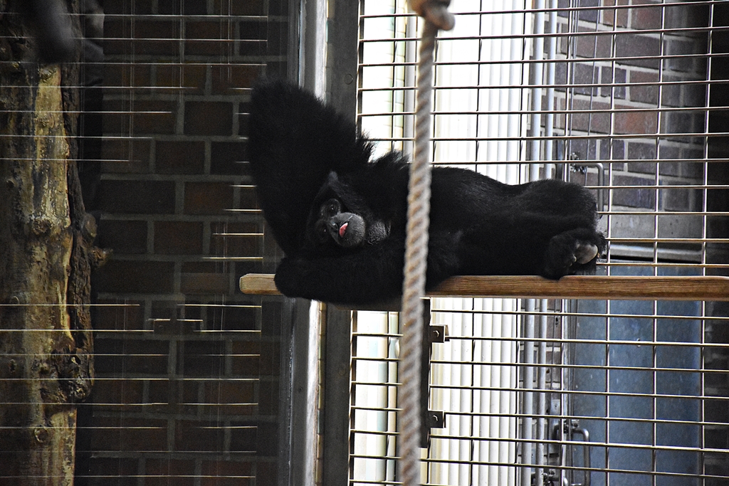 Siamang