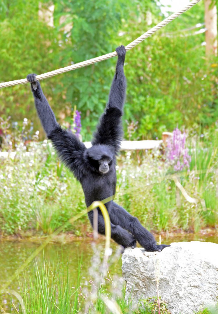 Siamang