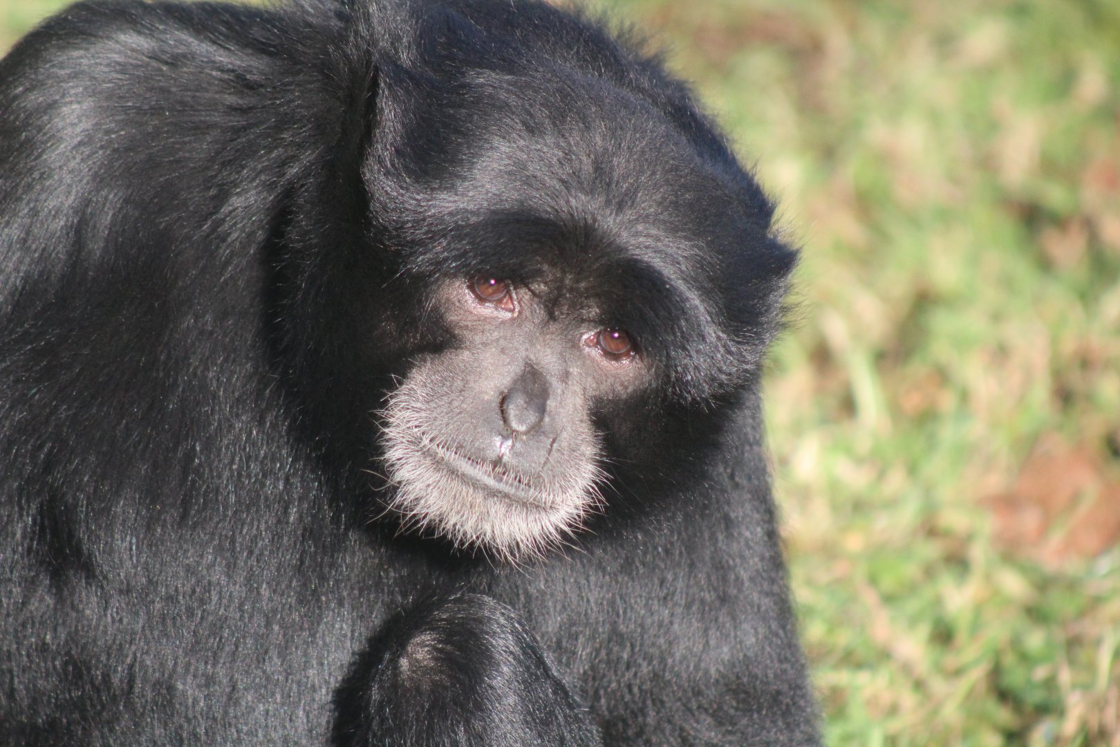 Siamang