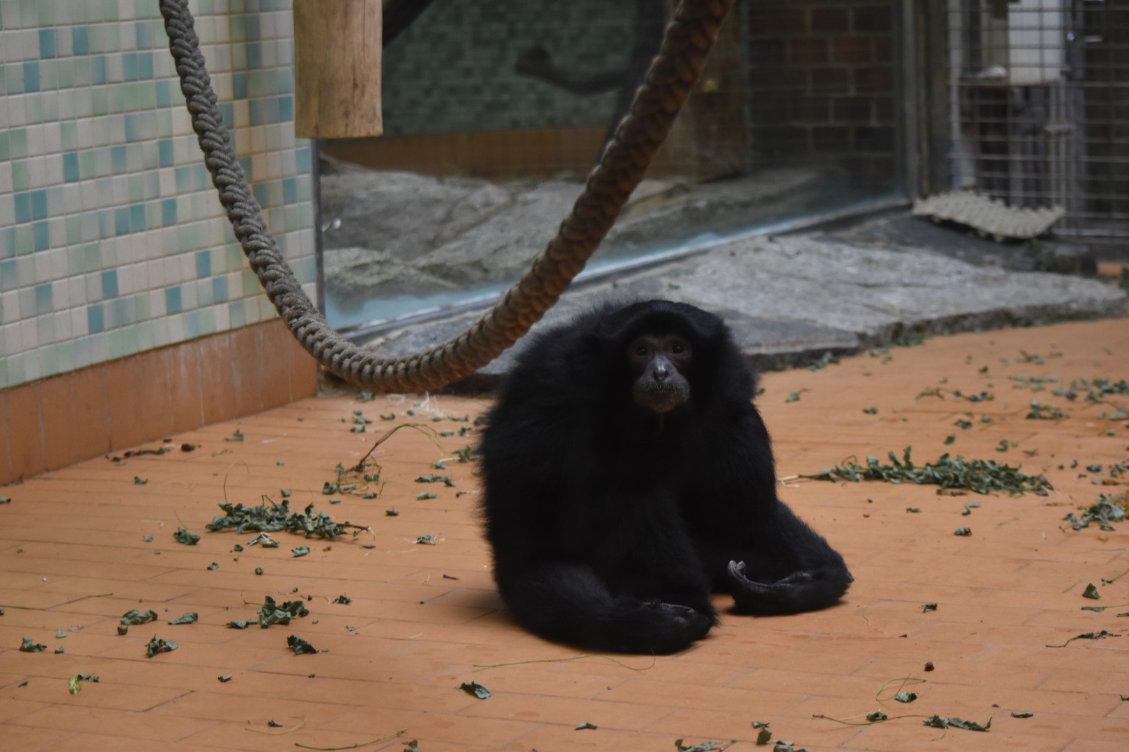 Siamang