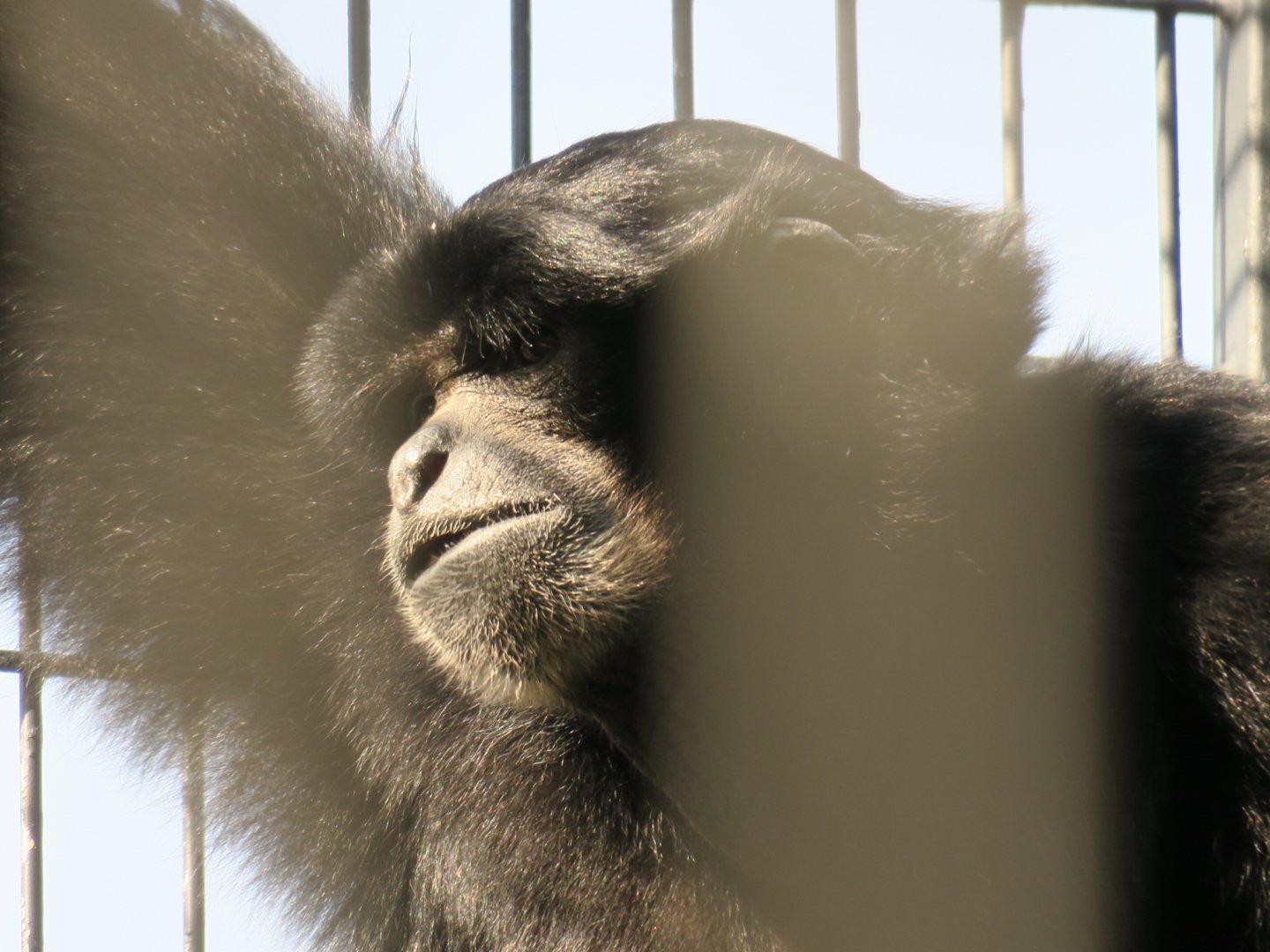 siamang