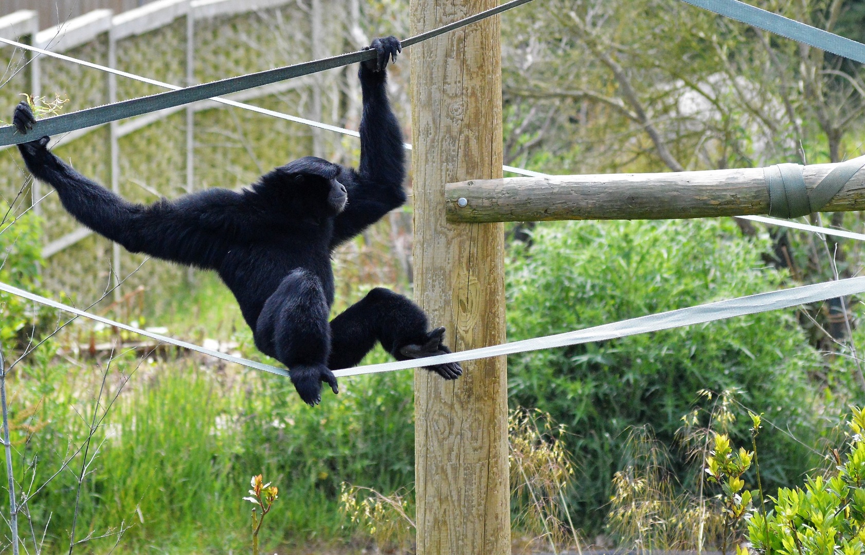 Siamang