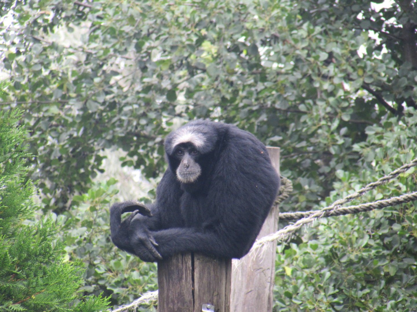 Siamang