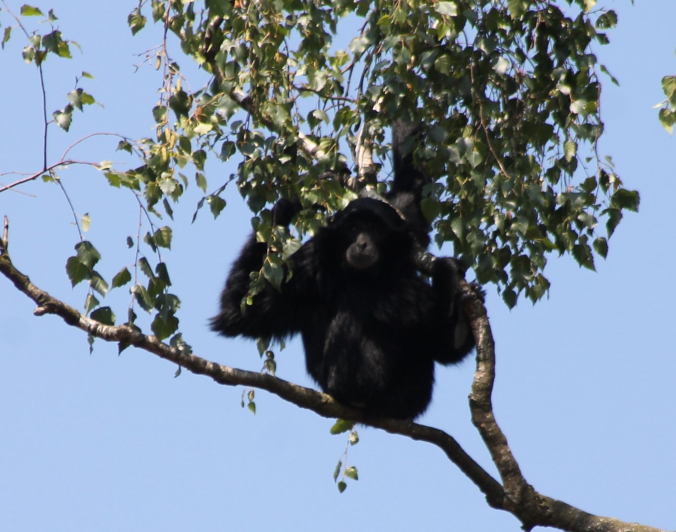 Siamang