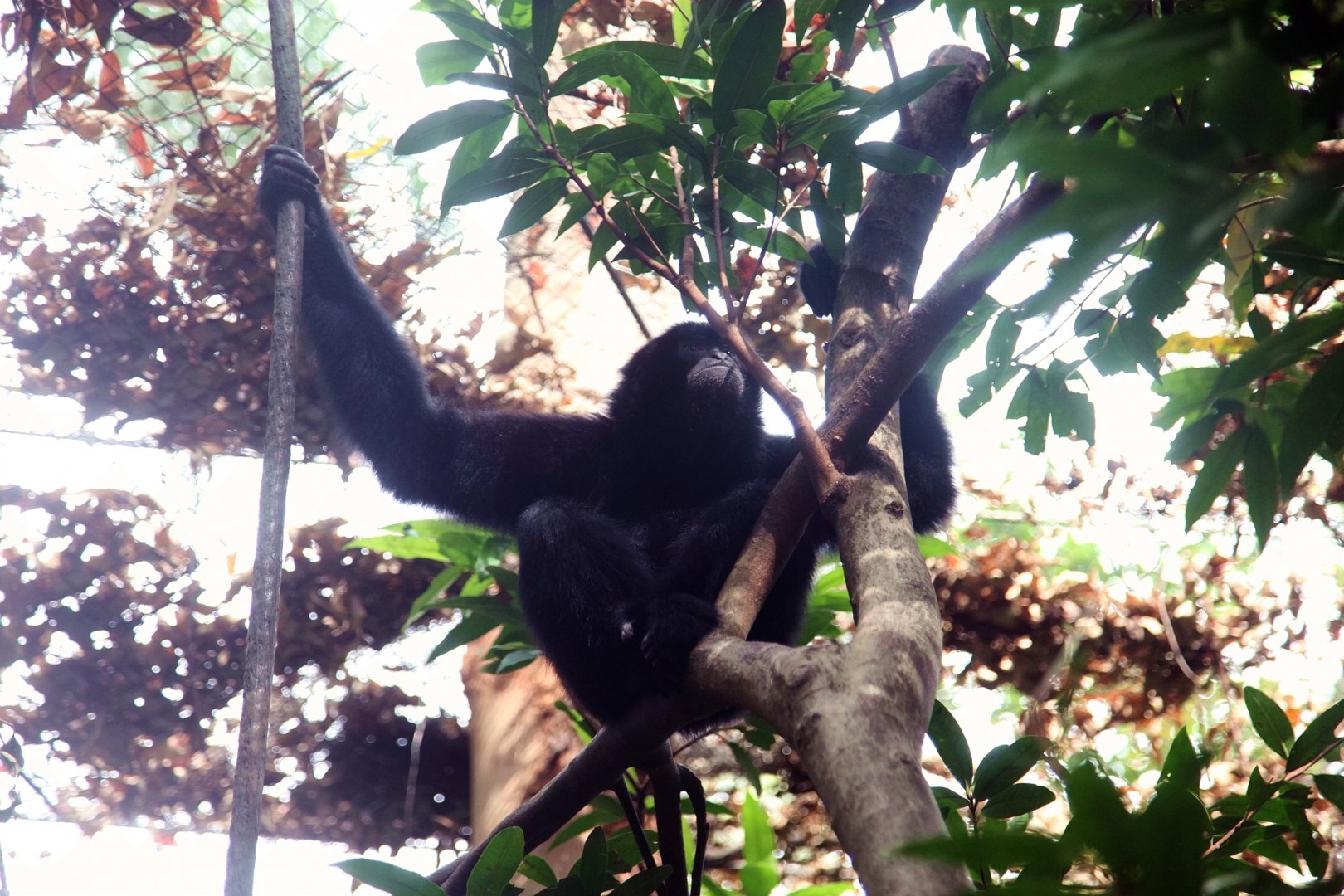 Siamang