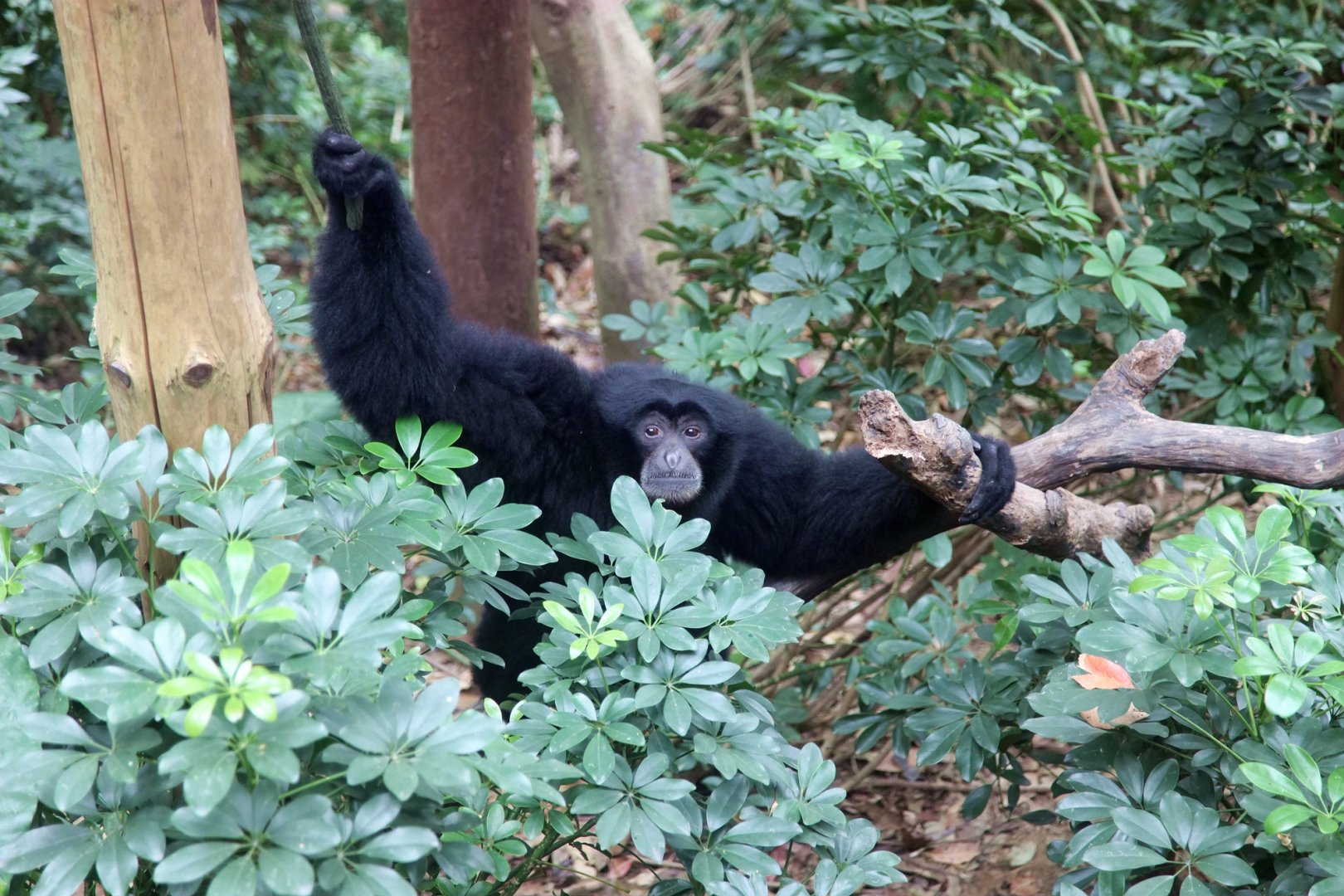 Siamang