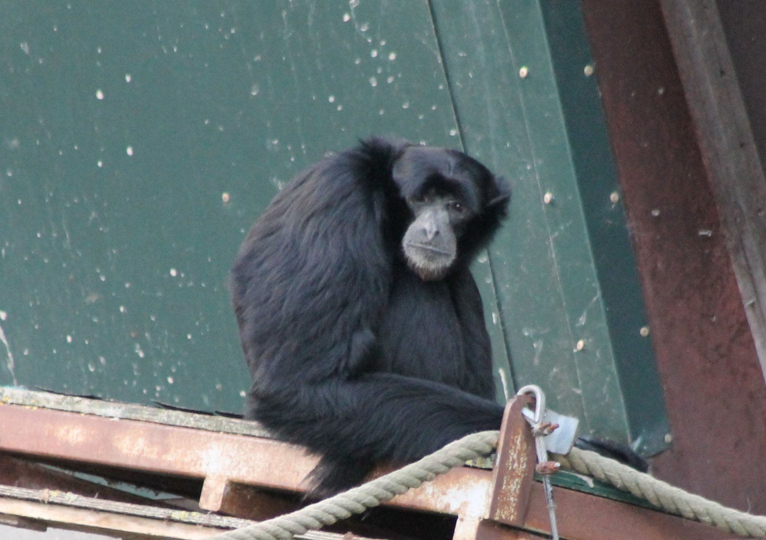 Siamang