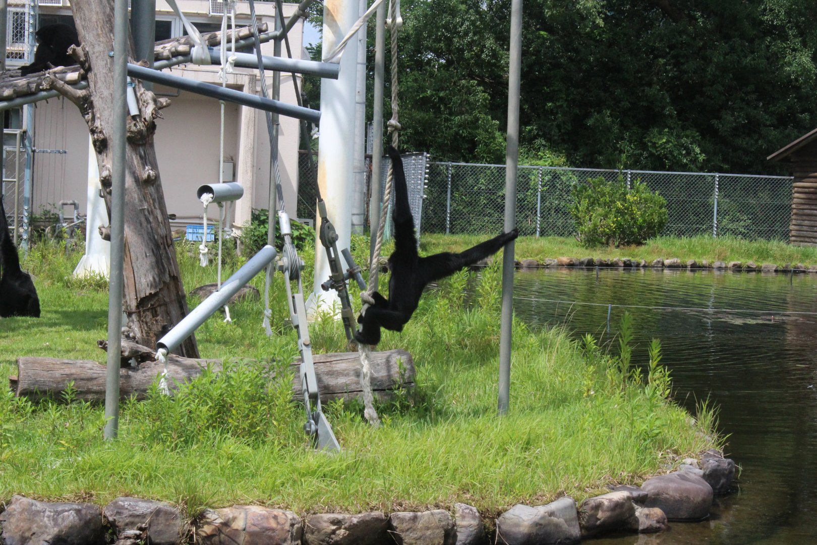 Siamang