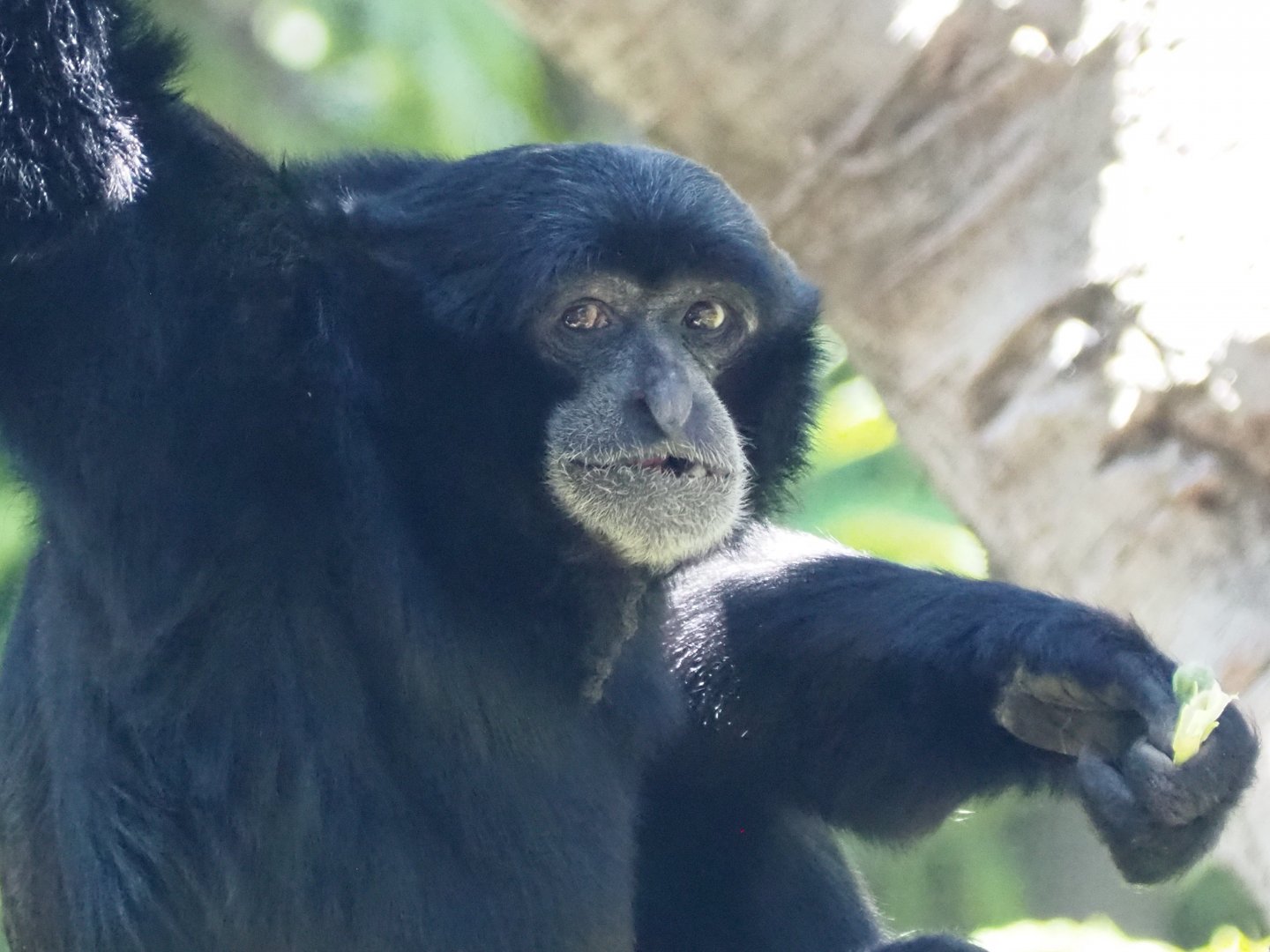 Siamang