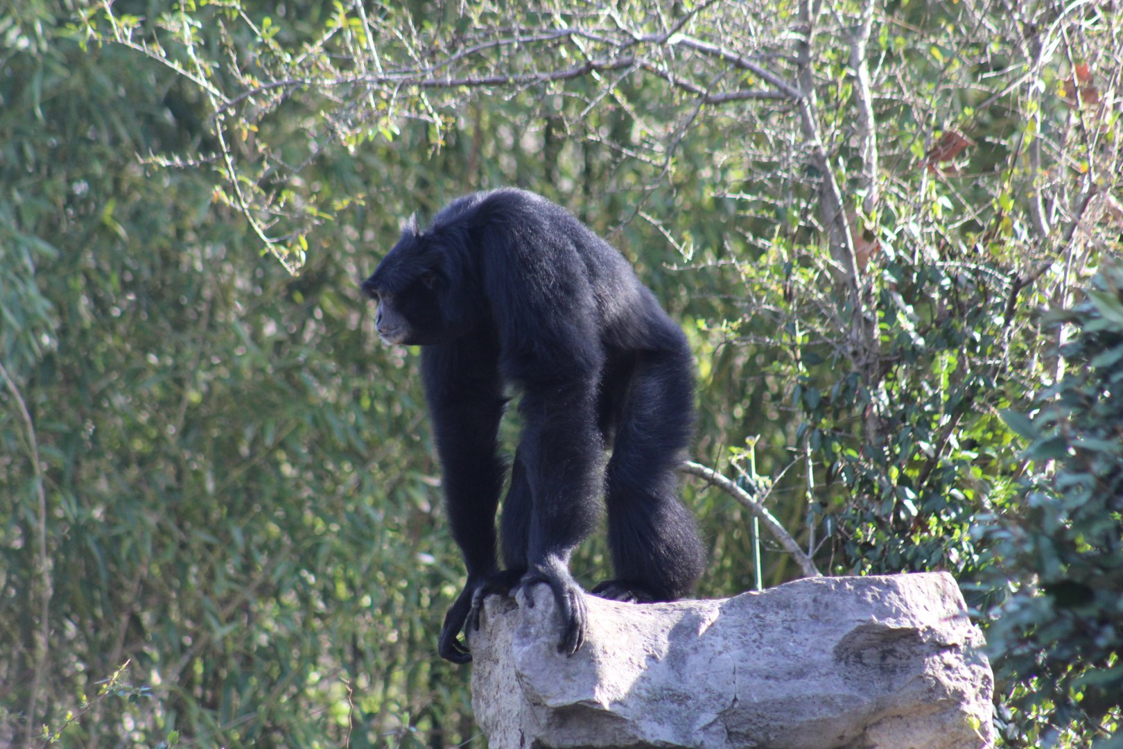 Siamang