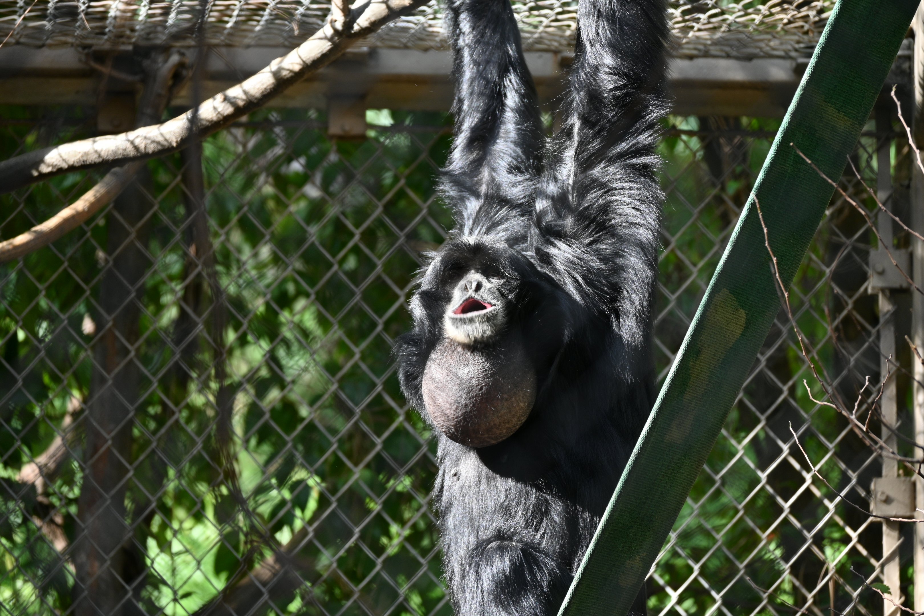 Siamang