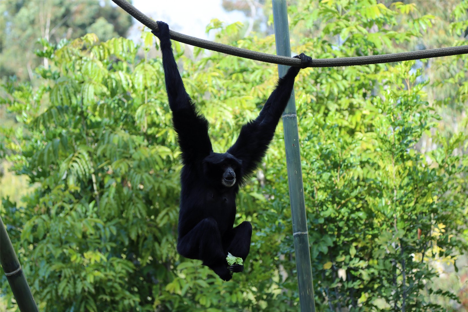 Siamang