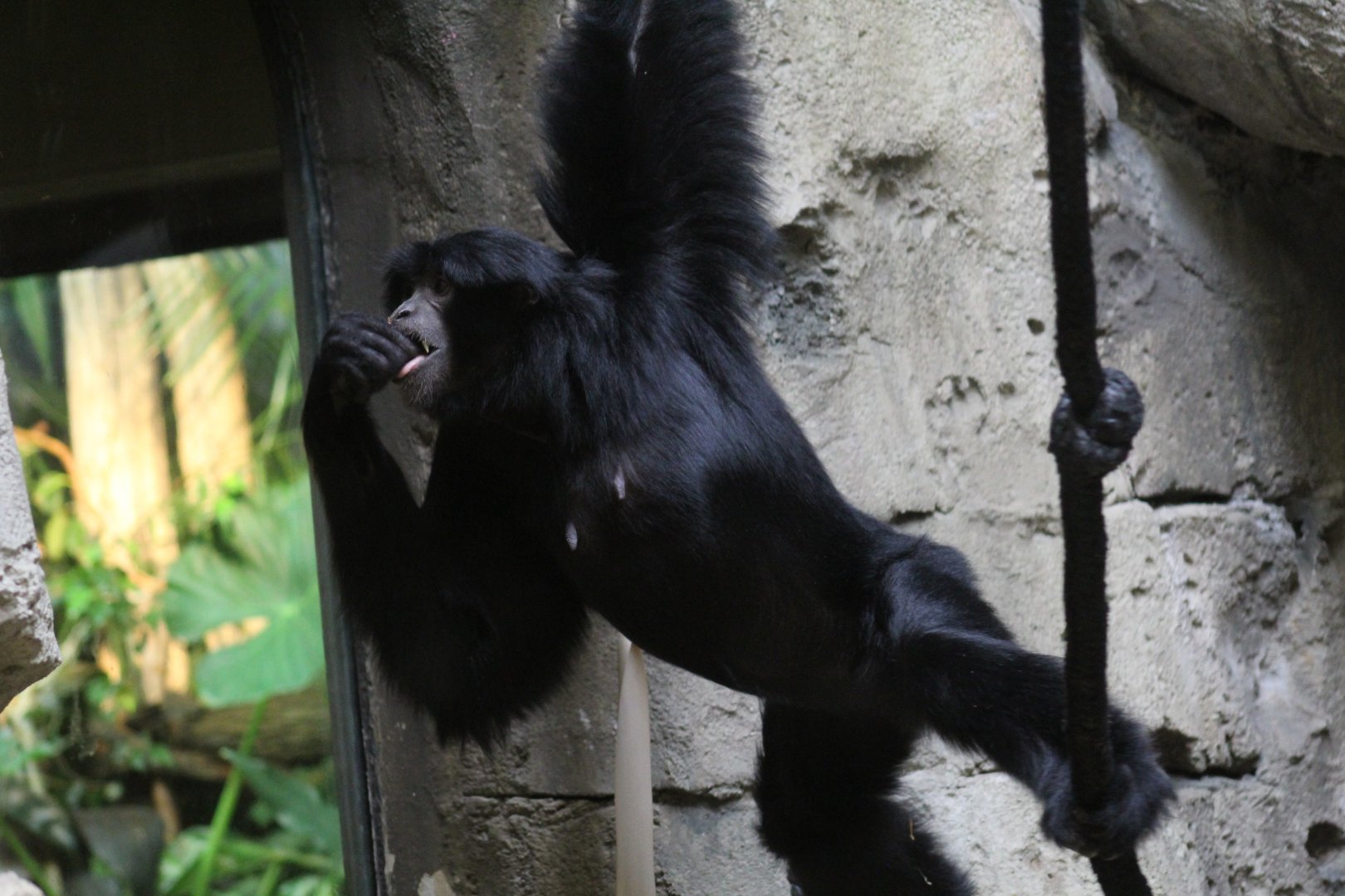 Siamang