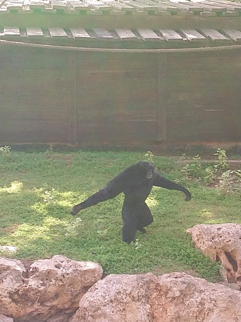 Siamang