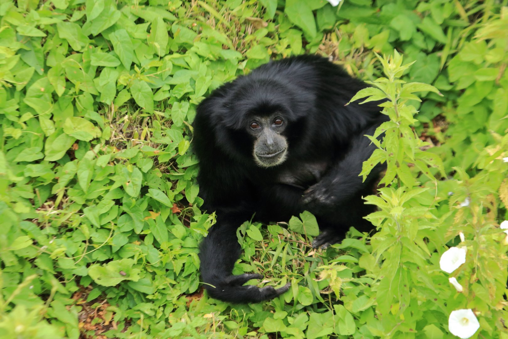 Siamang