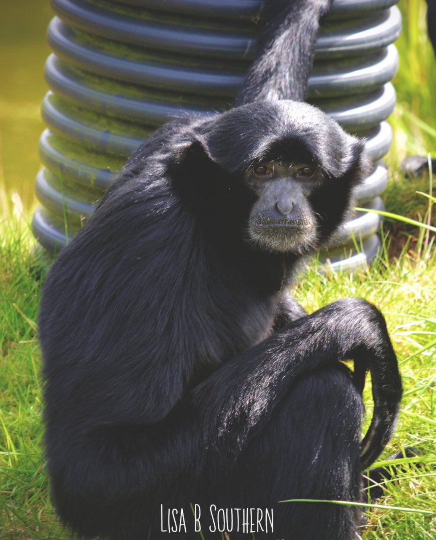 .:Siamang:.