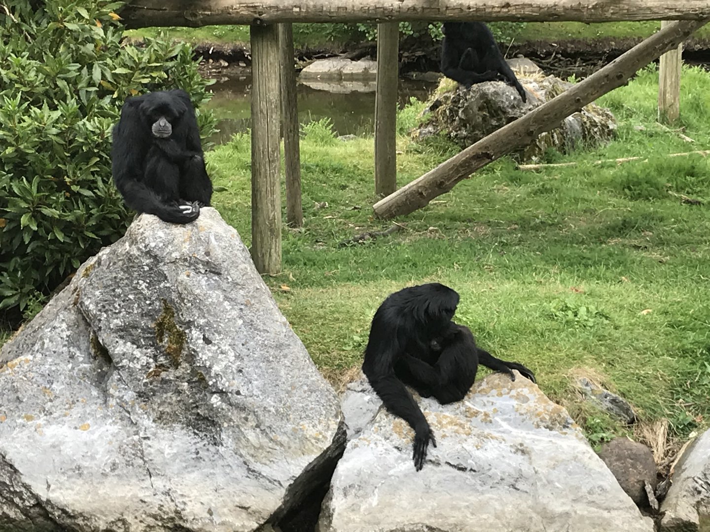 Siamang