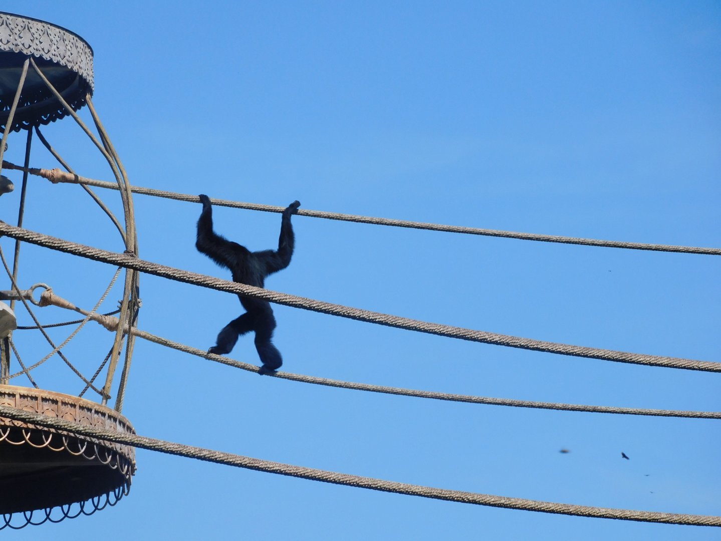 Siamang