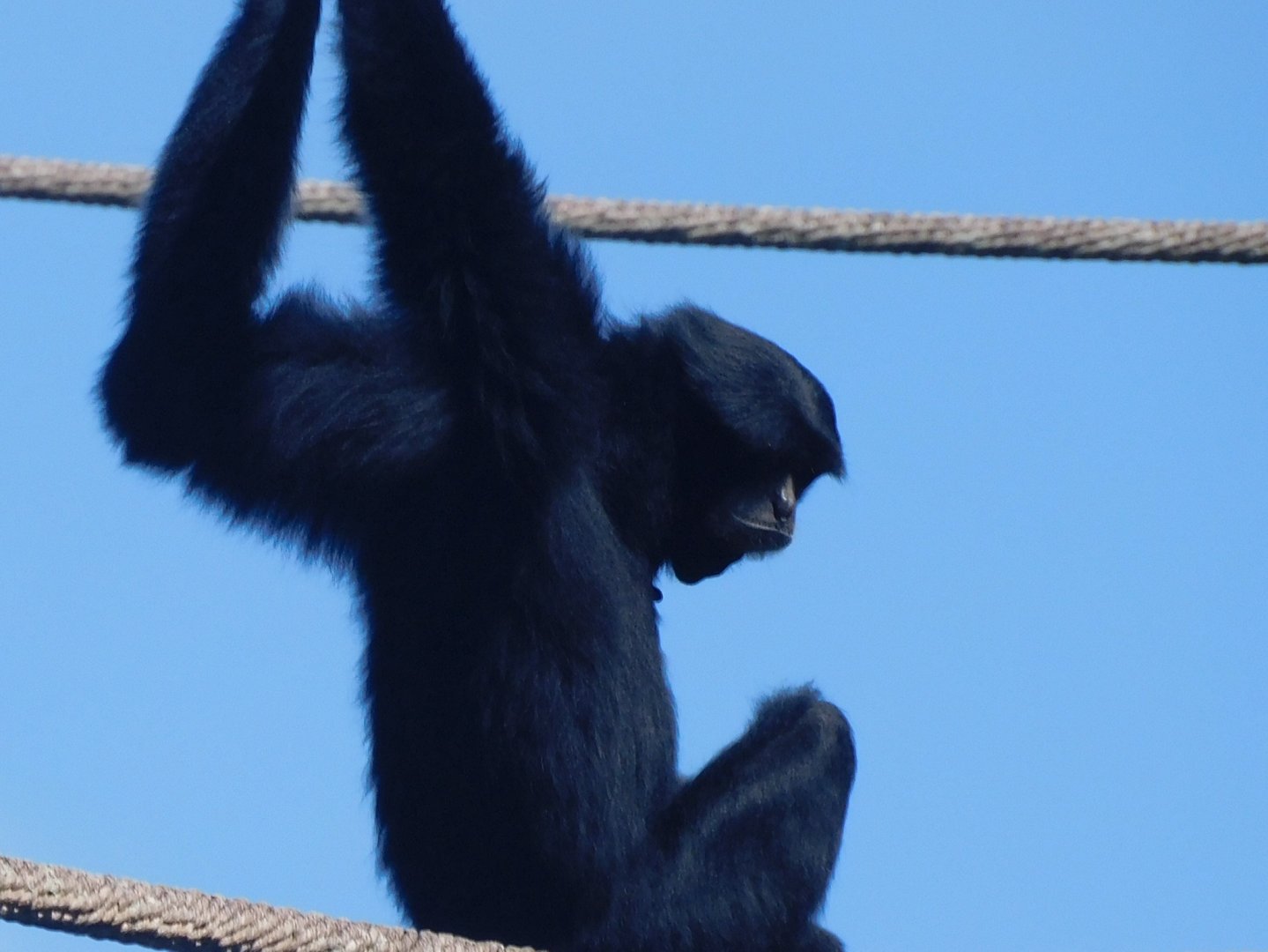 Siamang