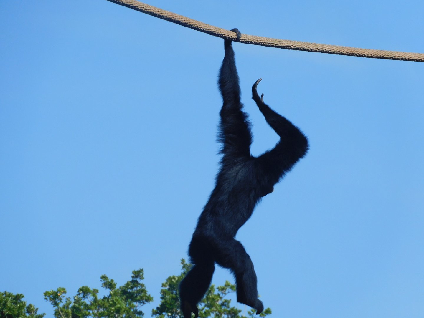 Siamang