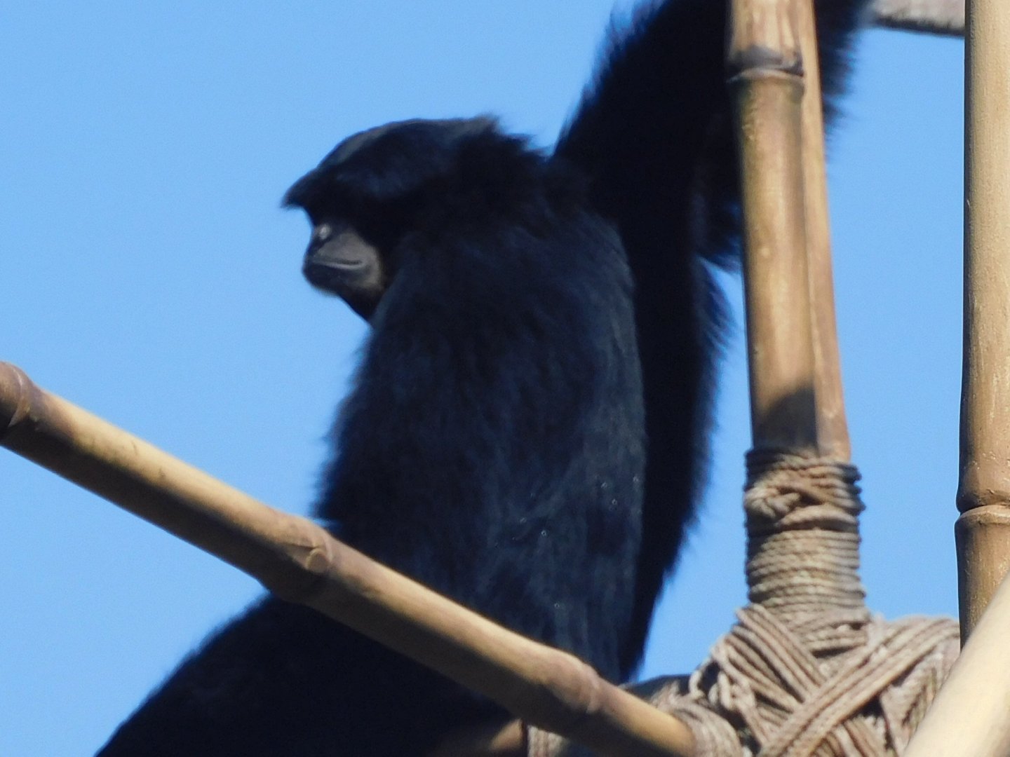Siamang