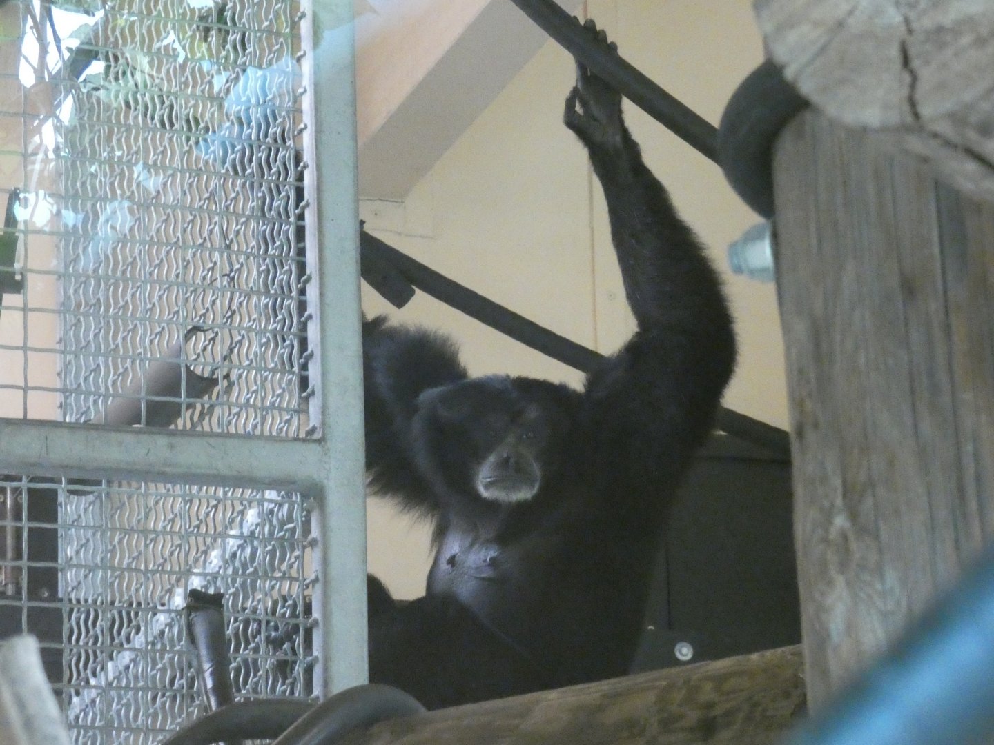 Siamang