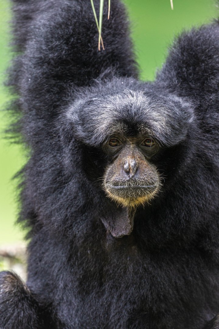 Siamang
