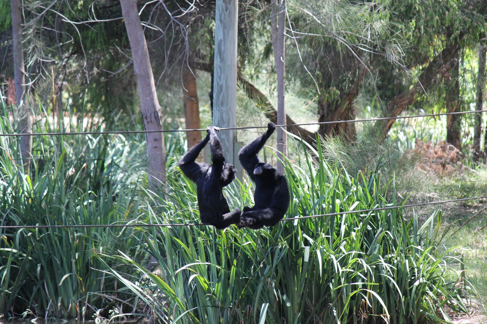 Siamang