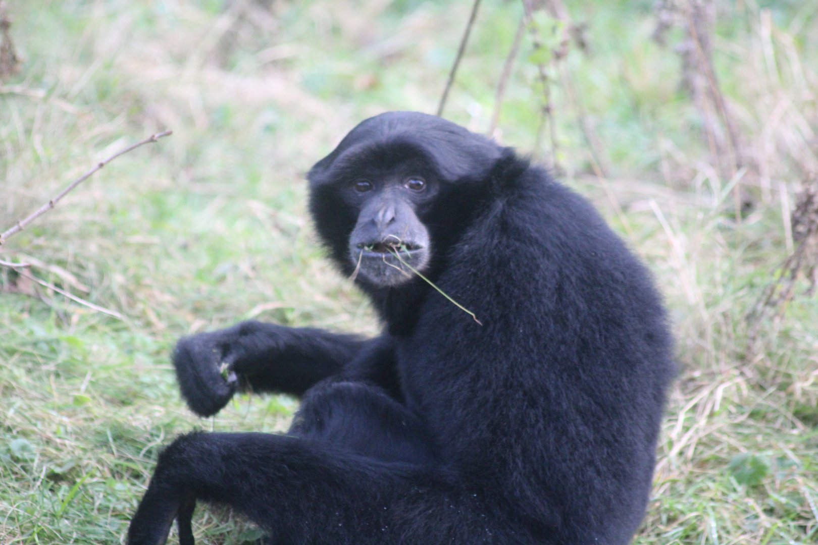 Siamang