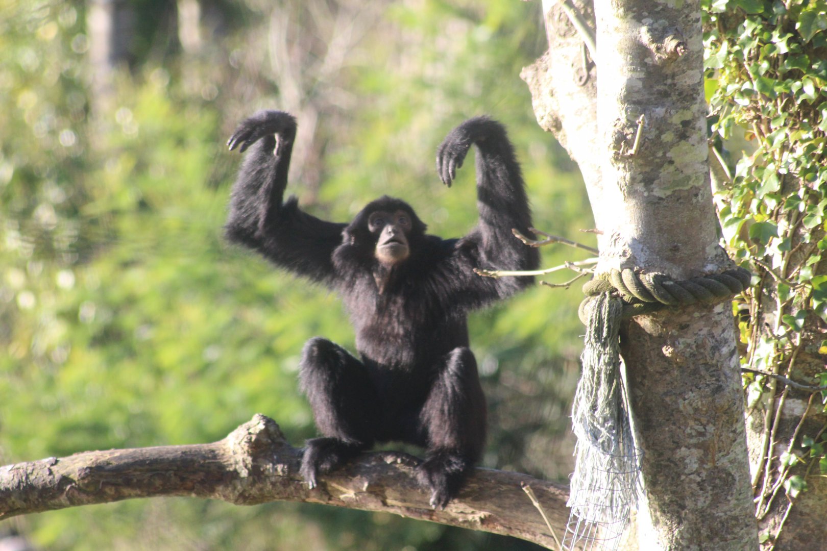 Siamang