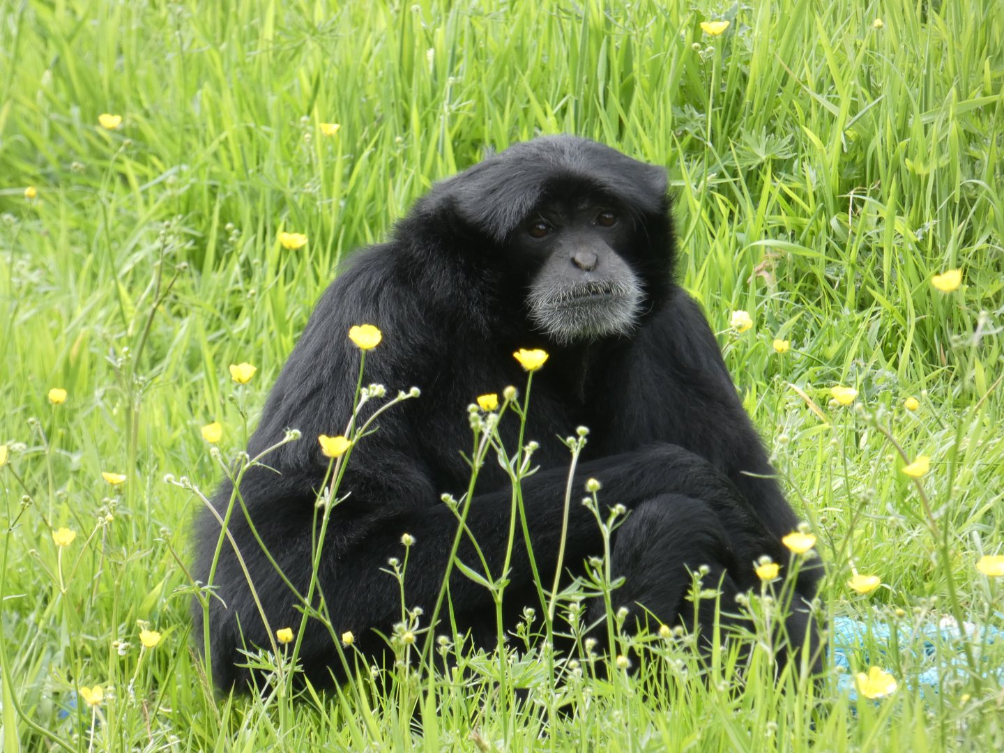 Siamang